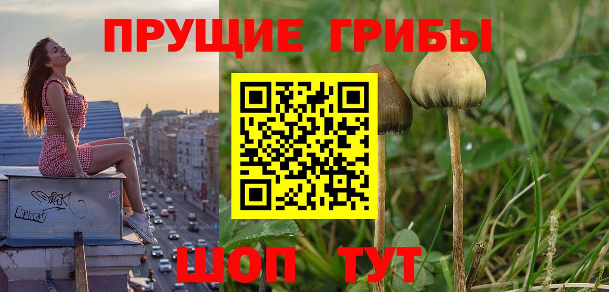 Сорочинск  Галлюциногенные грибы Cubensis  Вход с VPN  Псилоцибиновые грибы GOLDEN TEACHER 